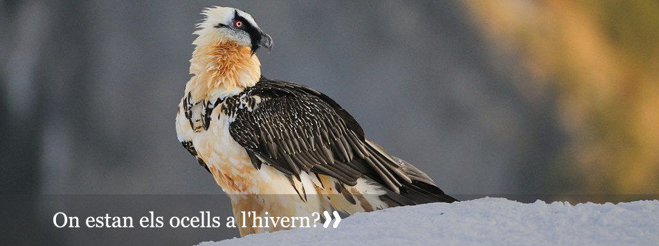 Atles dels ocells de Catalunya a l'hivern 2006-2009