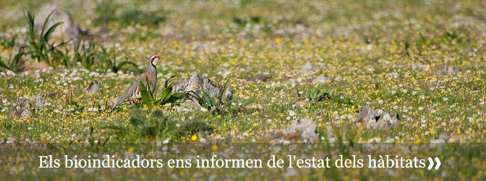 Bioindicadors