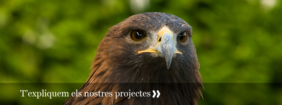 T'expliquem els nostres projectes