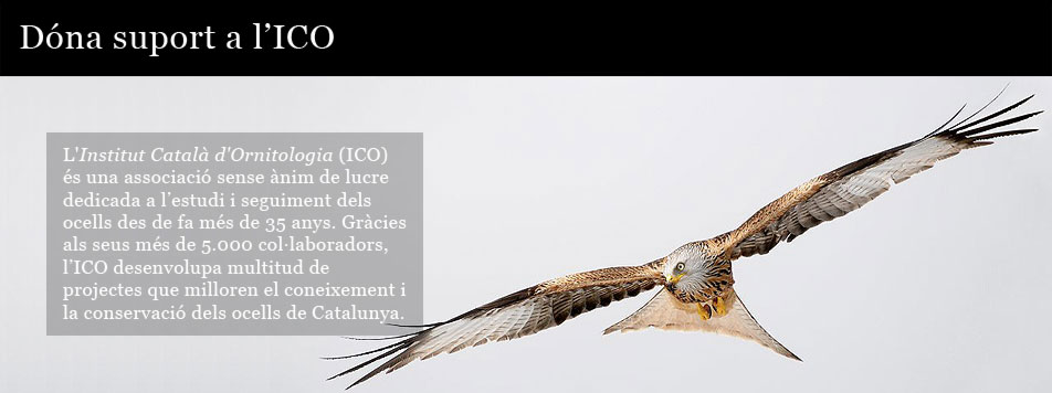 Dóna suport a l'ICO